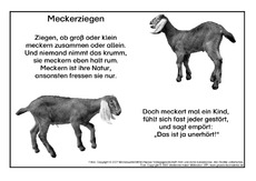 Meckerziege-SW.pdf